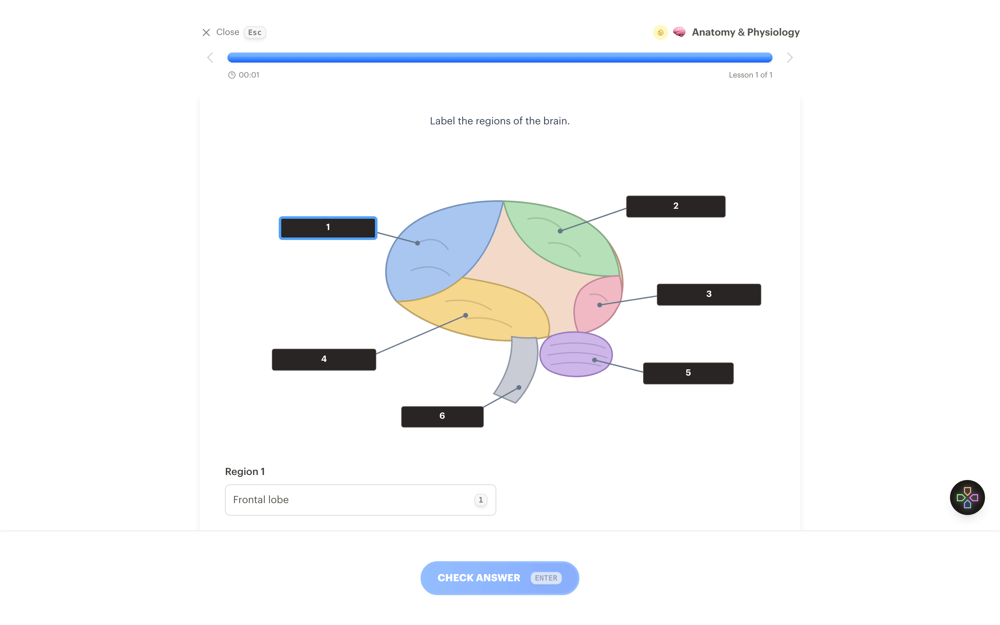 An image occlusion lesson with the labels on a brain diagram masked