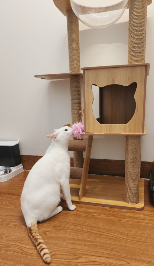Cats staying at Petcial Hotel