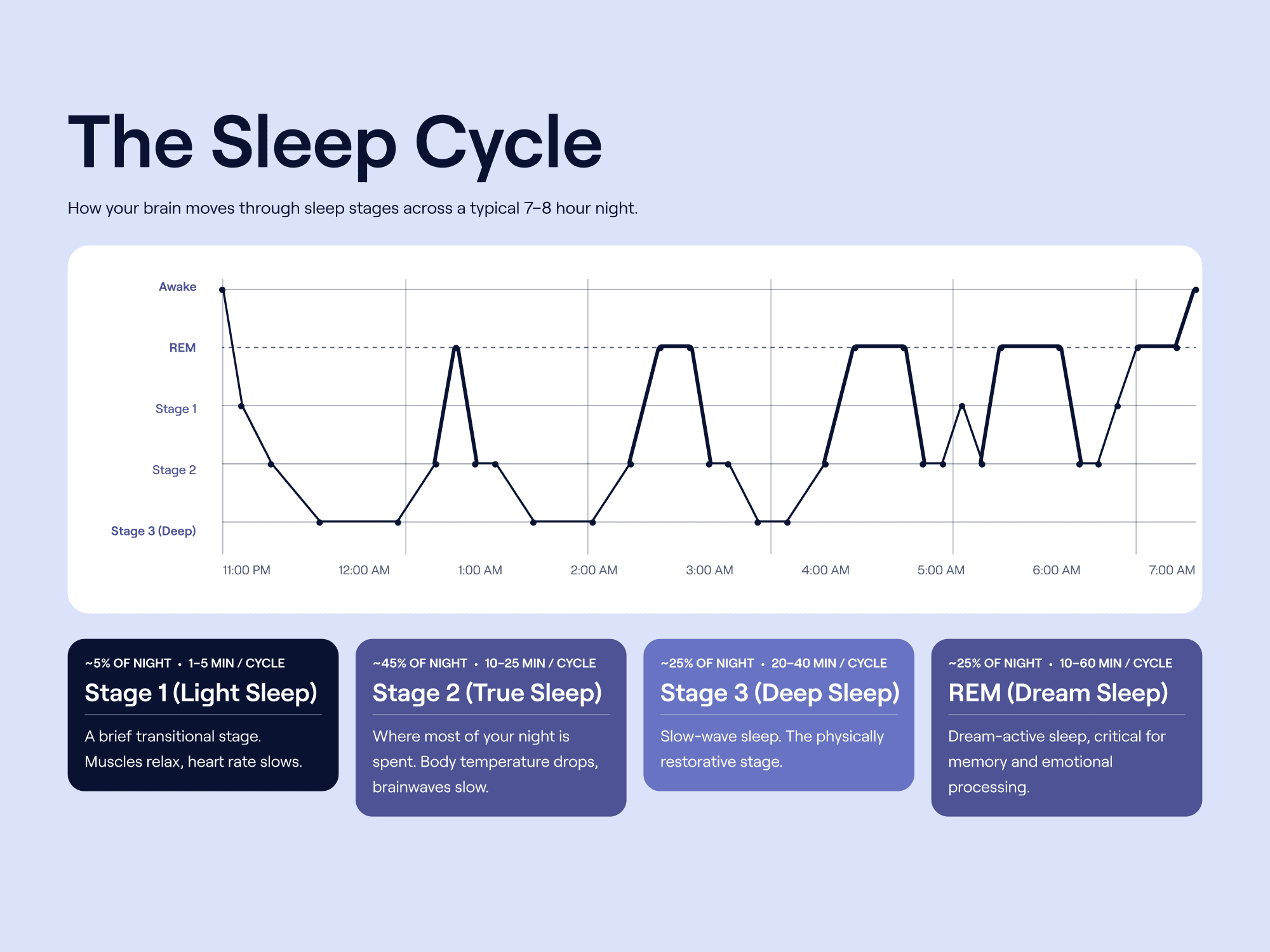 Sleep cycle diagram showing Stages 1, 2, 3 (deep sleep), and REM across a typical 7–8 hour night, with deep sleep blocks concentrated early.