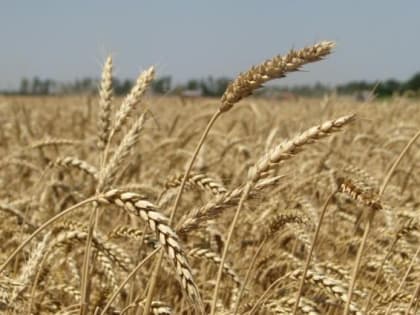 В добрый час, хлеборобы!