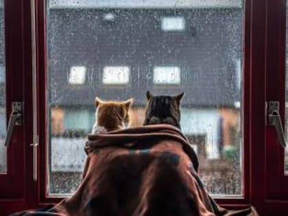 30 декабря в Волгодонске будет идти дождь