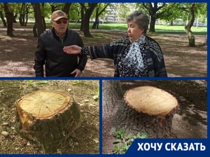 Старейшая роща Волгодонска под угрозой: неизвестные вырубают деревья в «Дубравушке»