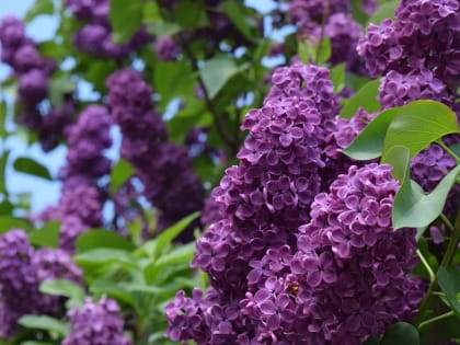 В Ботаническом саду Ростова высадят более 70 сортов сирени к осени 2023 года