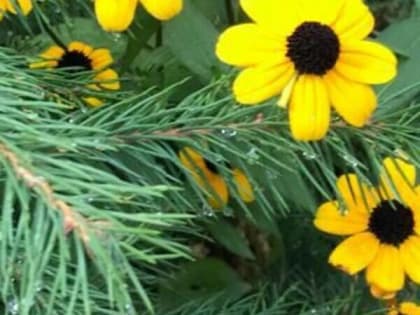 Дождливую и теплую погоду обещают шахтинцам