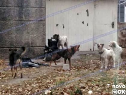 В Новочеркасске ищут новые варианты спасения города от стай бродячих собак