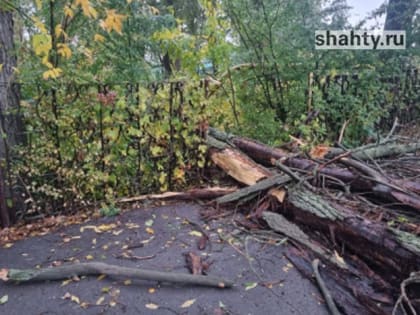 Упало дерево: погибла 47-летняя женщина в Ростовской области