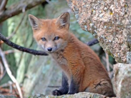 В Ростовской области на вакцину от бешенства выделили 34,3 млн рублей