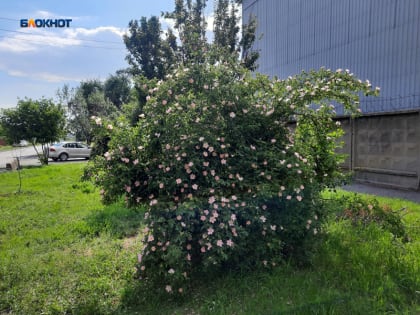 Теплый, солнечный денек обещают шахтинцам в субботу