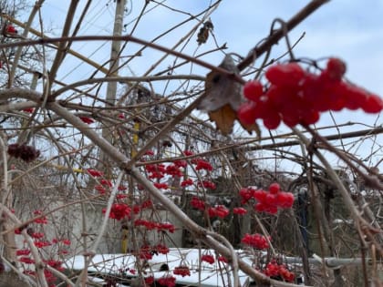 То дождь, то снег: кратковременное потепление идет в Волгодонск