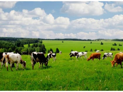 Поголовье крупного рогатого скота на особом контроле!