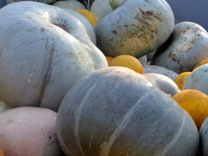 Простые и легкие рецепты из тыквы