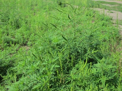 И снова про ростовскую амброзию: что делать?