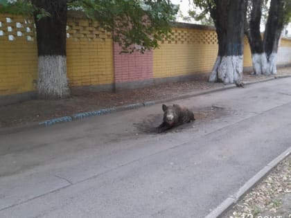 Власти призвали жителей Ростова не подходить к диким кабанам, бегающим по городу