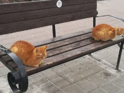 Теплое и дождливое начало недели ждет шахтинцев