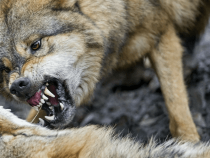 34,3 млн рублей выделят на вакцину от бешенства для хищников