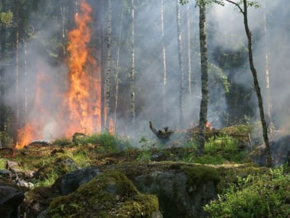 Штормовое предупреждение объявили на Дону из-за пожароопасности