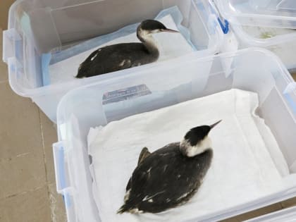 «На восстановление уйдет не менее двух лет»: Биолог рассказала о последствиях загрязнения побережья Крыма нефтепродуктами