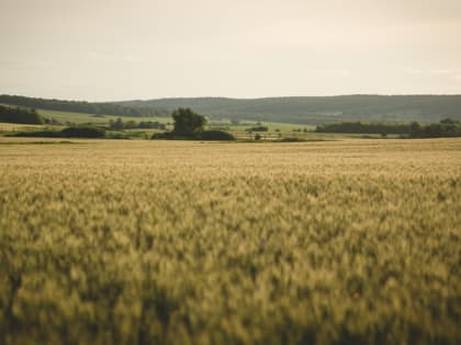 Жители Багаевского района нашли в поле у реки второй неопознанный объект