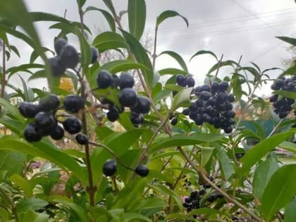 В Шахтах будет тепло и дождливо