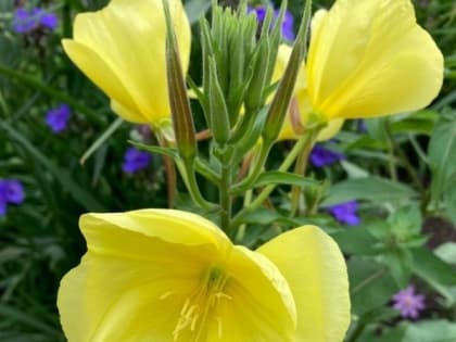 Шахтинцам пообещали жару и небольшой дождь в последний день июля