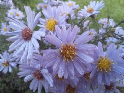 В Шахтах будет дождливо и ветрено