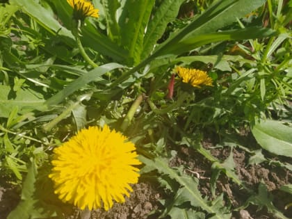 +27 и солнечно будет в Морозовске во вторник