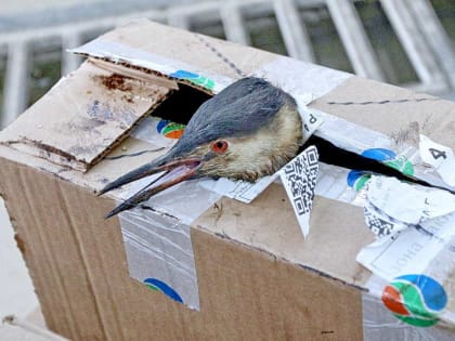 Сгустки мазута загрязнили почти 50 километров пляжей Анапы и Тамани