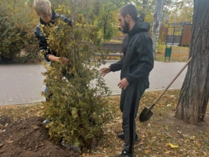 Безработные волгодонцы за деньги высадили деревья и кустарники в парке Победы