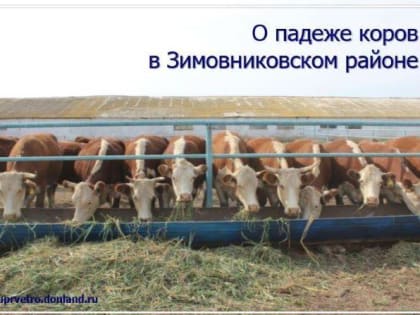 В Зимовниковском районе ветеринары и полиция расследуют случай одномоментного падежа 13-ти коров