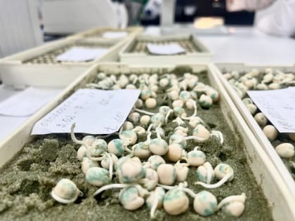 ДЕНЬ ЗЕРНОБОБОВЫХ: ДОНСКИЕ ЭКСПЕРТЫ О ПОЛЬЗЕ И ПРАВИЛЬНОМ ВЫБОРЕ ЗЕРНОБОБОВЫХ