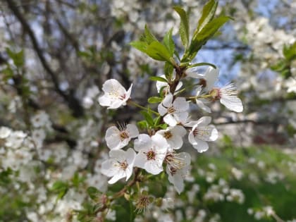 Тепло и солнечно будет в Морозовске в понедельник
