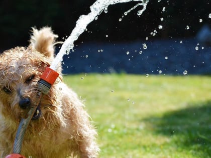 В мае жителей Ростовской области ожидают заморозки, дожди и жара до +30 градусов