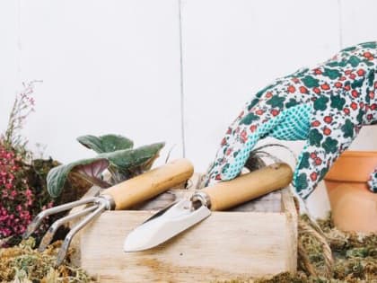 Садовые работы в феврале: готовимся к новому сезону