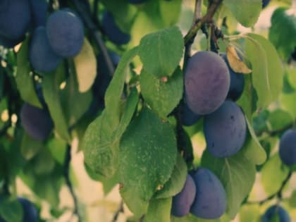 В Ростове по программе импортозамещения заложат 200 га новых садов