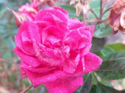 Тепло и дождливо будет в Шахтах