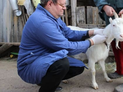 В Ростовской области стало больше свиней в 2022 году