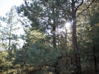 В Ростовской области объявили пожароопасный сезон в лесах