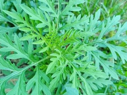 В Шахтах ведется борьба с амброзией