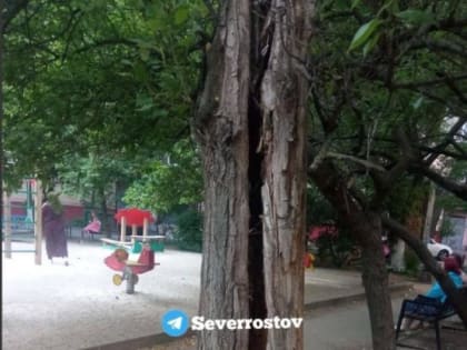 Ростовчане просят власти убрать аварийное дерево, которое может рухнуть на детскую площадку