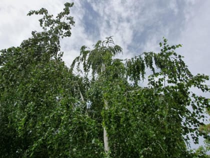 Пасмурная погода и осадки ожидаются в Волгодонске