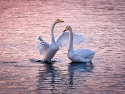 В Ростовской области минприроды выясняет причину массовой гибели уток и лебедей