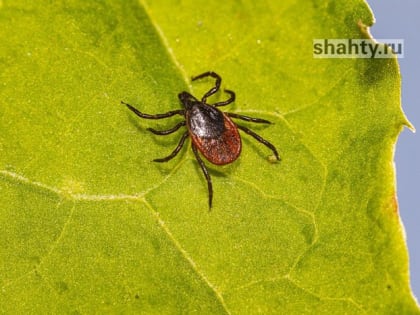 В Шахтах клещи покусали более 230 жителей