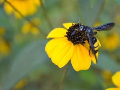 Последний день лета в Шахтах будет жарким и солнечным
