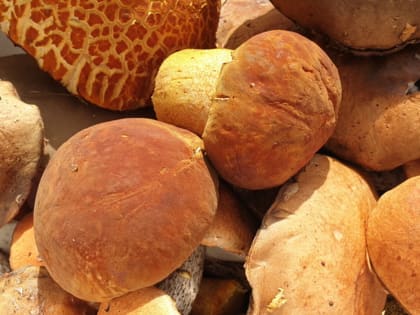 Жители Ростовской области начали массово травиться грибами