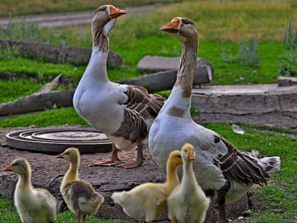Памятка населению и фермерам по недопущению заноса и распространения вируса высокопатогенного гриппа птиц в популяции домашних птиц