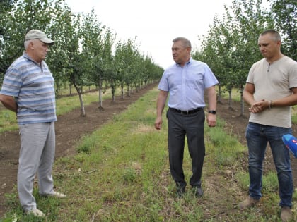 Импортозамещение: 200 га новых садов заложат на Дону в этом году