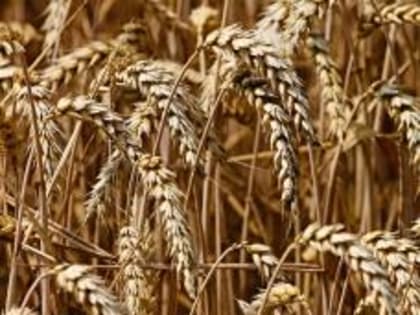 В Зимовниковском районе уборка продолжается