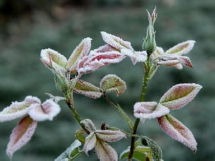 В Ростовской области ожидаются заморозки до -2 градусов с 6 по 8 сентября