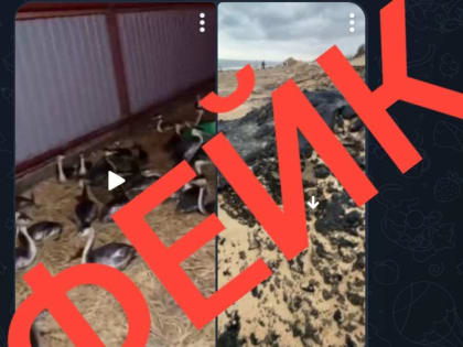 Ситуация с разливом мазута в Анапе и спасением птиц обрастает фейками – оперштаб