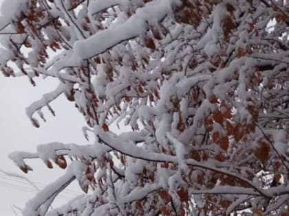 Мокрый снег выпадет на новой рабочей неделе